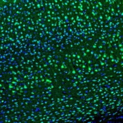 DARPP-32 Antibody, Novus Biologicals 0.1mL; Unlabeled:Antibodies, Polyclonal
